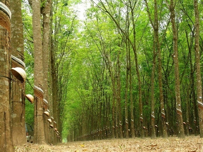 TT cao su châu Á ngày 27/9/2019: Giá tại Tokyo giảm do lo ngại dư cung